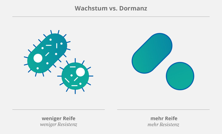 Wachstum-Vs-Dormanz